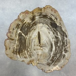 Couchtisch aus versteinertem Holz